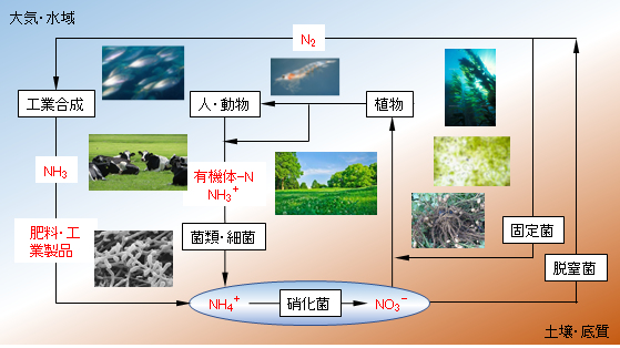 nitrogen-cycle-system