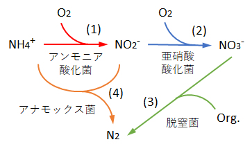 anammox