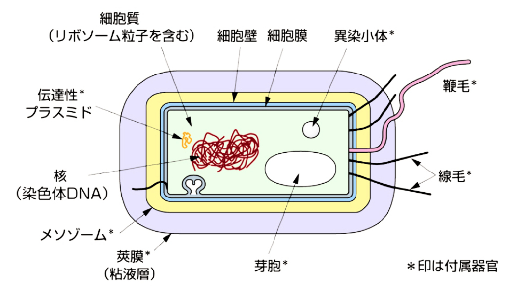 bacterial-cell-structure