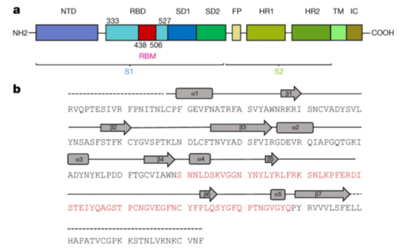 sars-cov-2-spike-polypeptide-chain