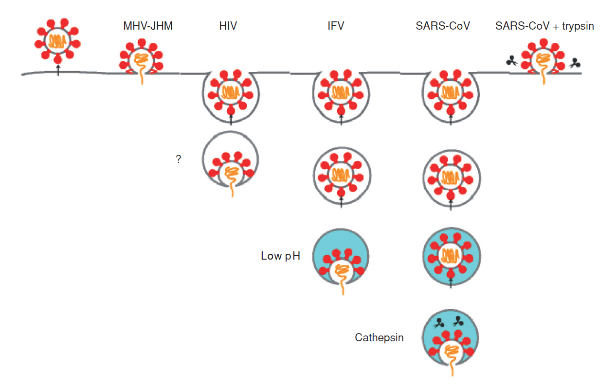 coronavirus-cell-invasion-mechanism