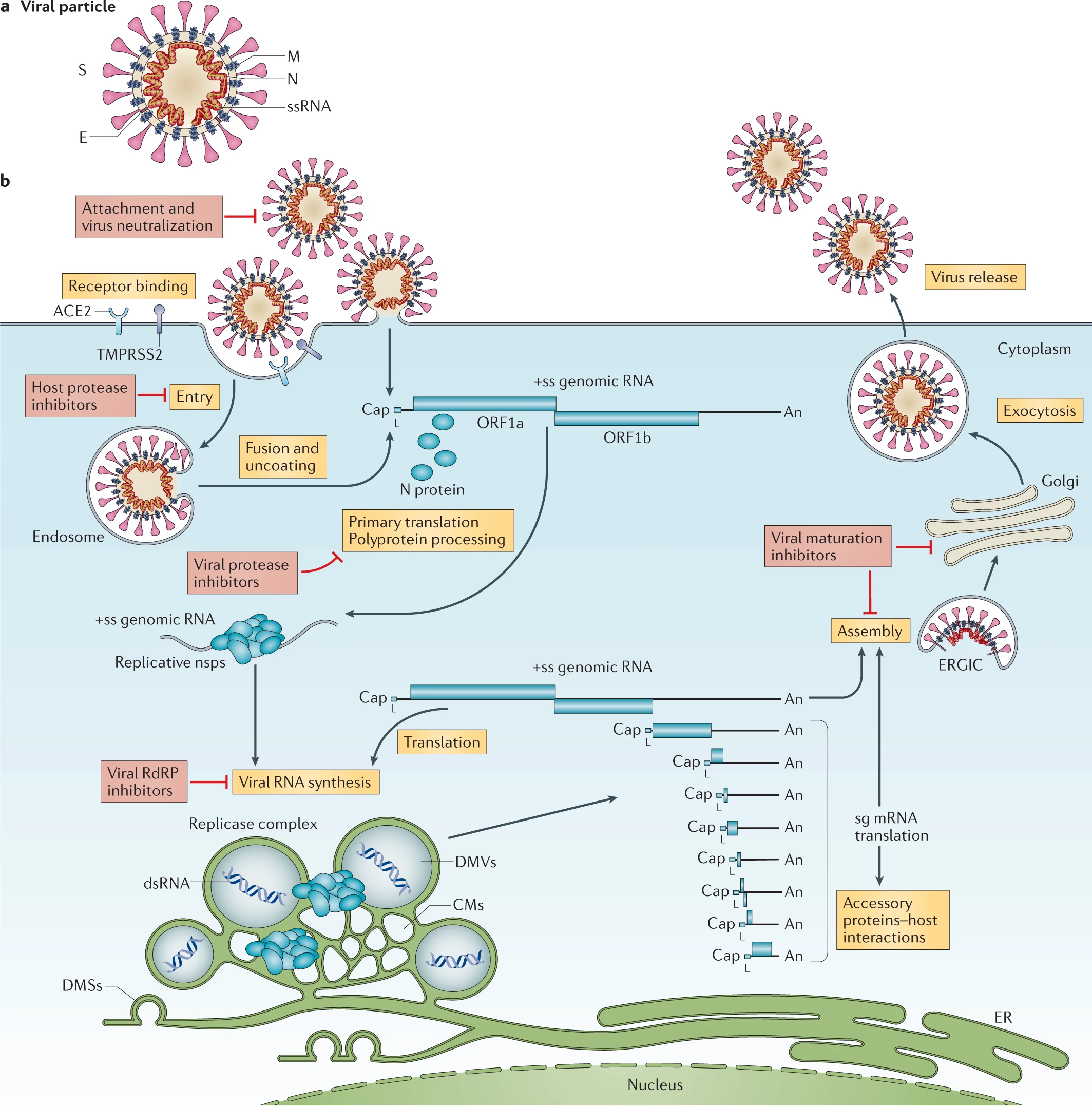 coronavirus-virion_life-cycle
