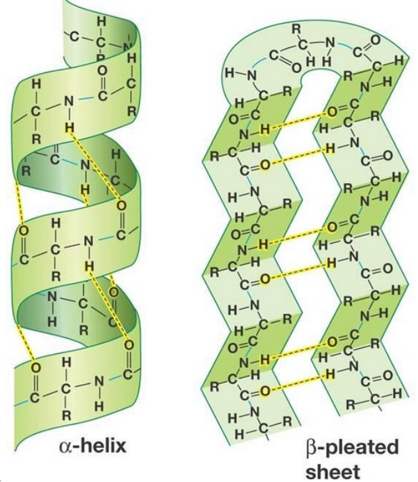 proteine-2nd-structures