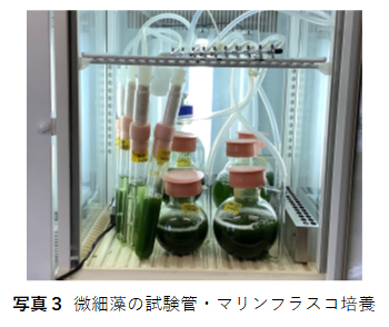 alga-test-tube-culture